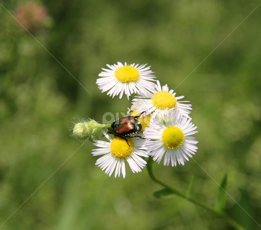 Daisy's and a Bug by Marsha Biller - Flowers Flowers in the Wild
