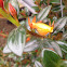 Goldfish Plant
