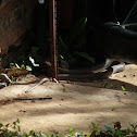 Mozambican Spitting Cobra