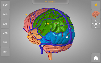 Brain 3D Anatomy Lite poster 7