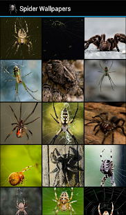 How to install Spider Wallpapers patch 1.0 apk for laptop