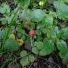 Indian Strawberry