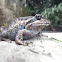 Pobblebonk, Eastern Banjo Frog
