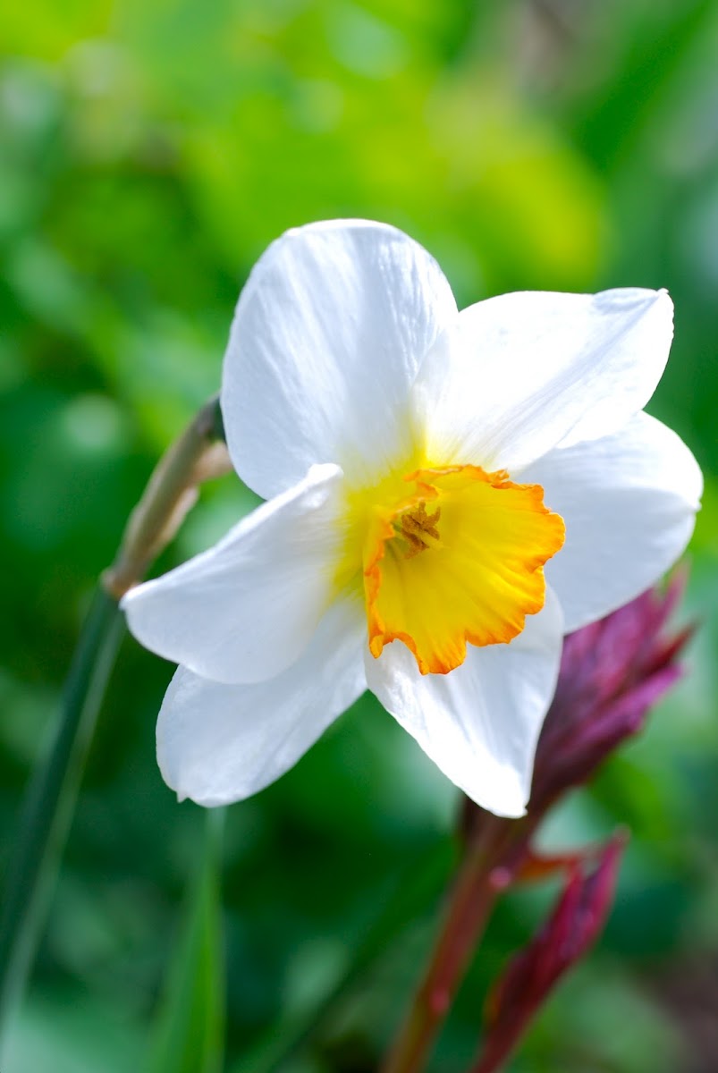 wild daffodil, Osterglocke, gelbe Narzisse