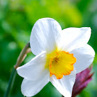 wild daffodil, Osterglocke, gelbe Narzisse