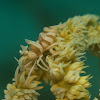 Zanzibar Whip Coral Shrimp