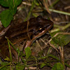 Bolivian White-lipped Frog