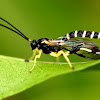 Case Moth Larvae Parasite Wasp
