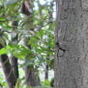 Golden Web Spider