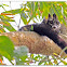 Asian palm civet