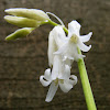 Wild hyacint (white)
