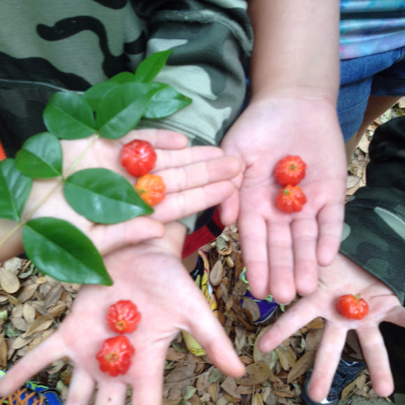 surinam cherry Project Noah