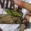 saddle-backed bush cricket; grillo de corral