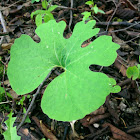 Bloodroot