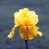 Tall Bearded Iris 'Luxor Gold'