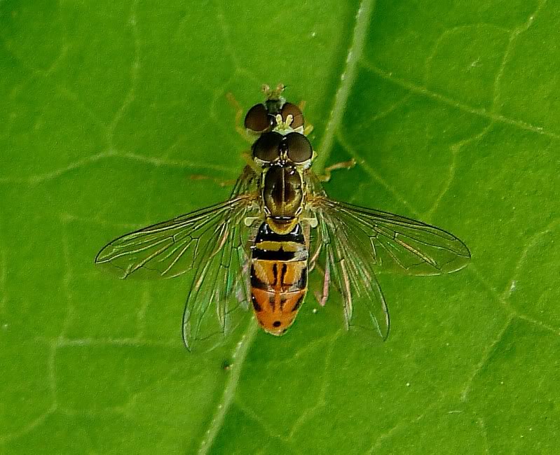Pair of Syrphid flies
