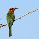 White-fronted Bee-eater