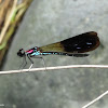Pink Blue Dragonfly