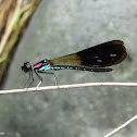 Pink Blue Dragonfly