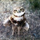 Burrowing Owl