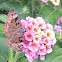 Horace's Duskywing Butterfly Female