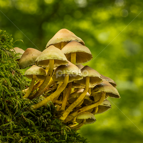 Fungi group by Peter Samuelsson - Nature Up Close Mushrooms & Fungi