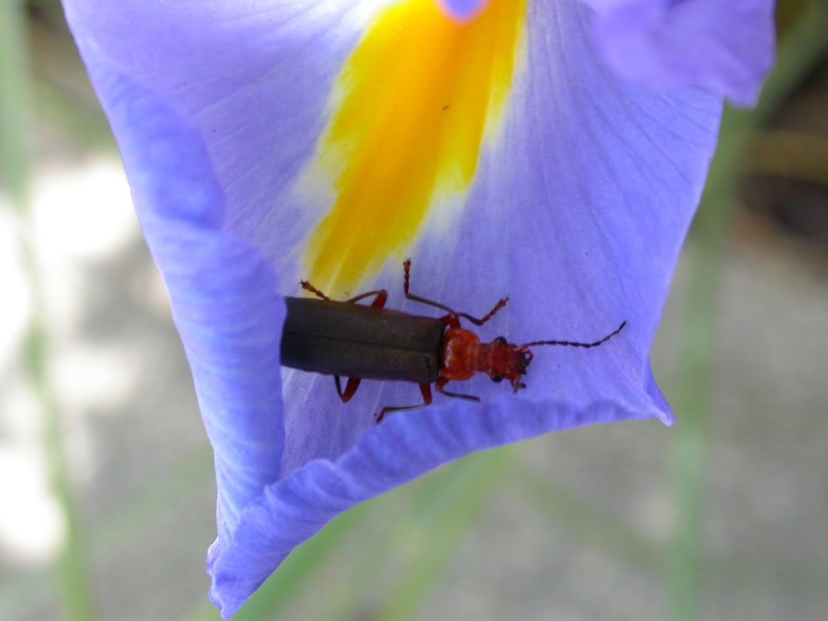 Leatherwinged soldier beetle