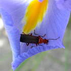 Leatherwinged soldier beetle