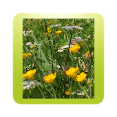 Alérgicos al Polen - ESPAÑA