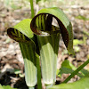 Jack-in-the-Pulpit