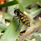 Syrphid fly, male