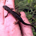 Central newt