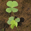 Water Clover or Four-leaf Clover