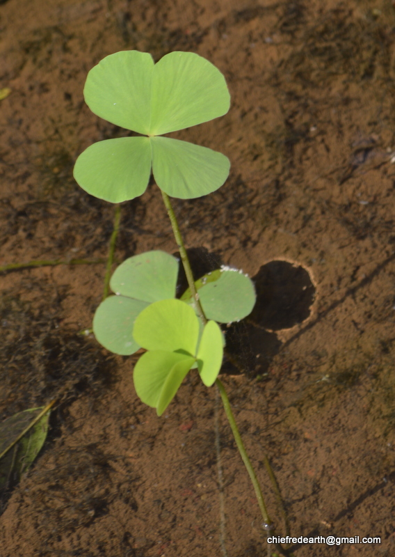 Water Clover or Four-leaf Clover
