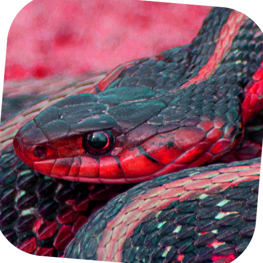 Snake Vision Camera Simulator