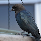 Brown-headed cowbird