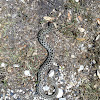 Checkered garter snake