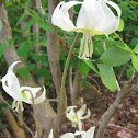 Oregon Fawn Lily