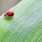 Lady Bug / Lady Beetle