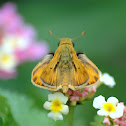 Fiery Skipper