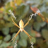 Silver Signature Spider