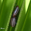 Leaf beetles