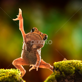 Dancing by Aditya Permana - Animals Amphibians
