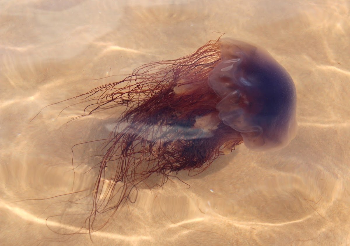 Arctic Red Jellyfish/Lion's Mane Jellyfish