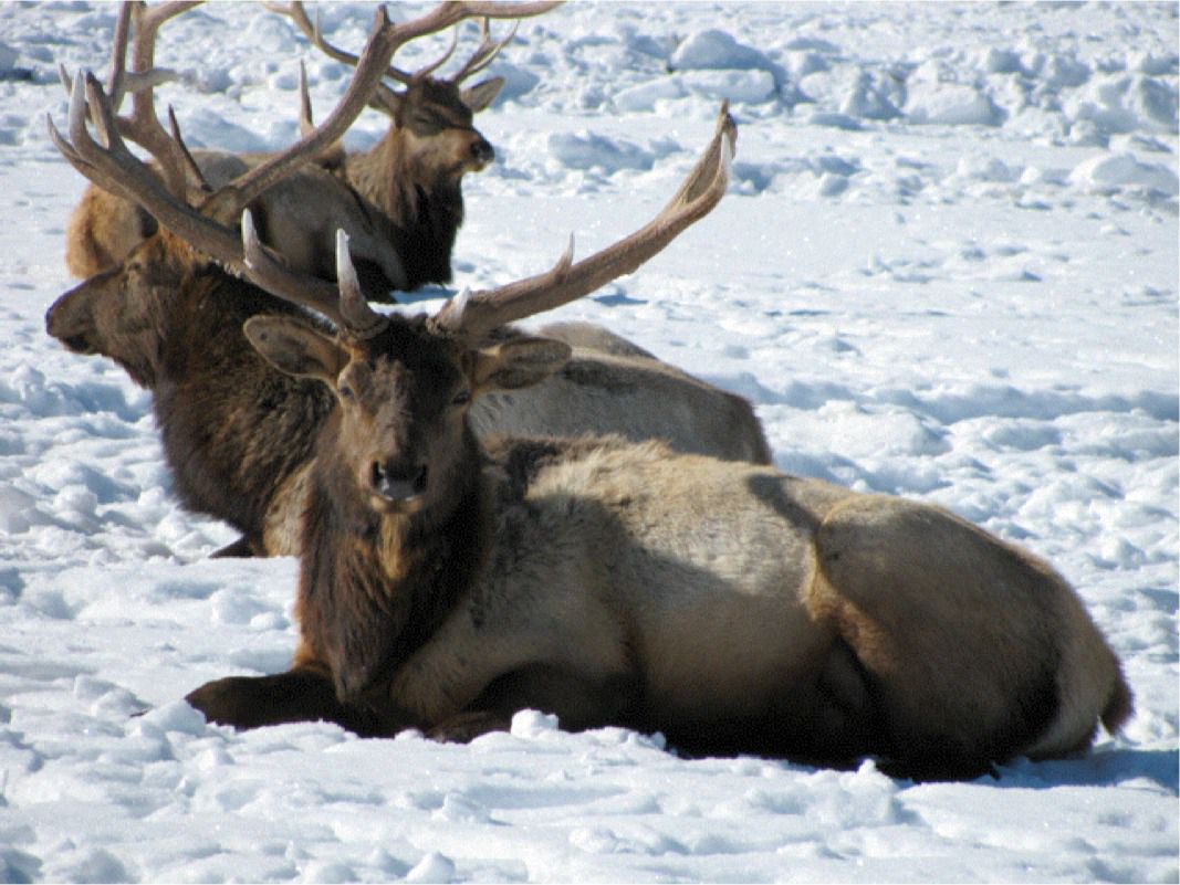 Elk Yearling