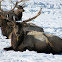 Elk Yearling