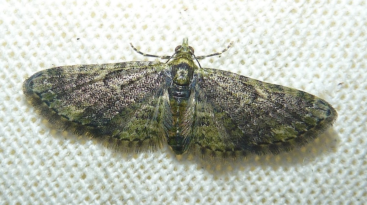 Green Pug Moth