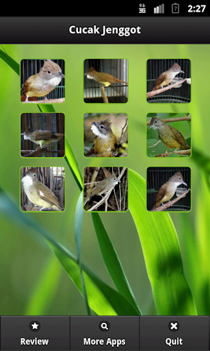 Ochraceous Bulbul