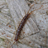 Stone Centipedes
