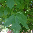 Sugar maple